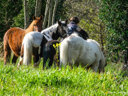 Poneys